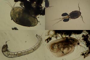 Insects, crustaceans & allies