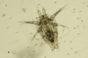 Copepod larva