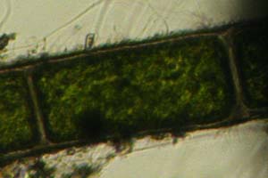 Chlorophyte