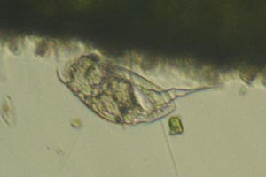 Colurella