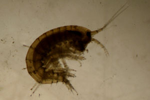 Amphipod
