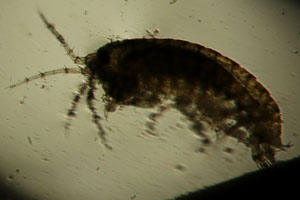 Amphipod