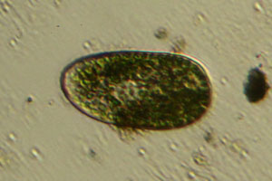 Paramecium