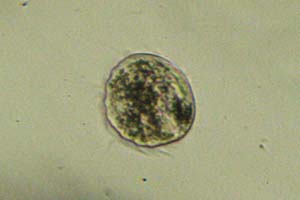 Ciliate