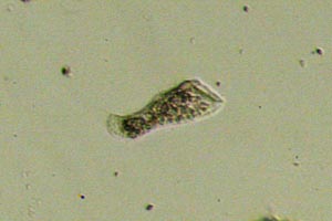 Ciliate