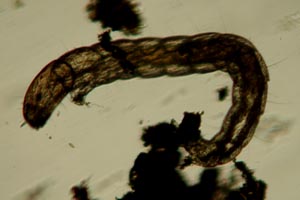 Midge larva