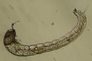 Midge larva