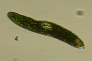 Euglena
