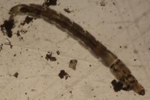 Midge larva