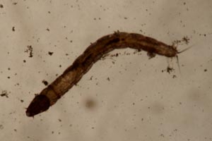 Midge larva