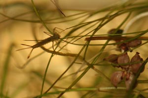 Damselfly larva on pondweed