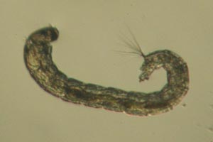 Midge larva
