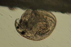 Chydorid