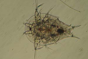 Copepod larva