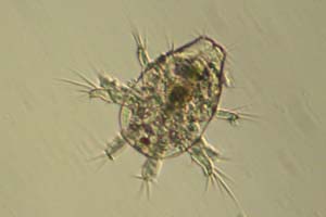 Copepod larva