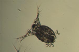 Ceriodaphnia