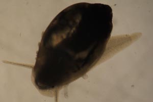 Tadpole snail