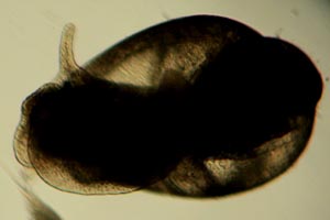 Tadpole snail