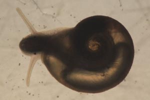 Ramshorn snail