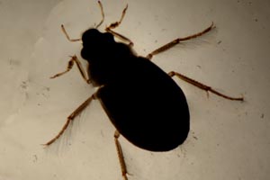Water beetle
