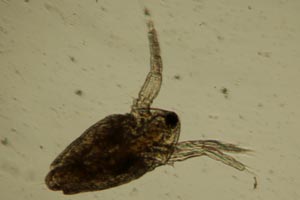 Water flea