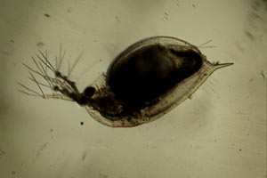 Daphnia