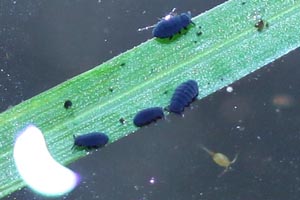Springtails, cyclopoid