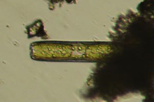 Diatom