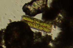 Diatoms