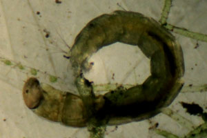Midge larva
