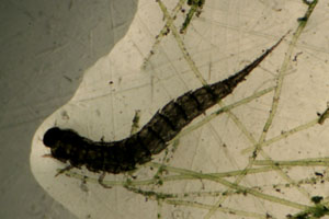 Haliplid larva