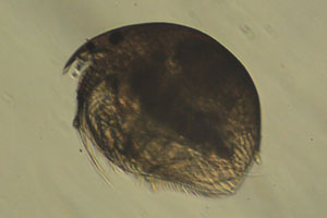 Chydorid
