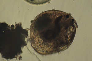 Chydorid