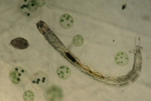 Midge larva