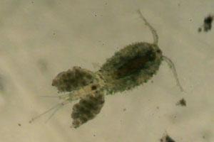 Cyclopoid with eggs
