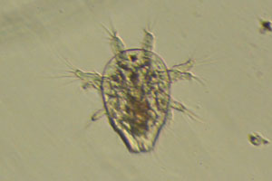 Copepod larva