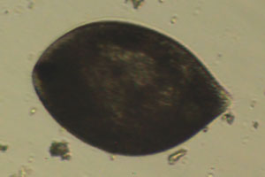 Ciliate