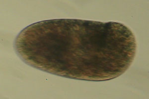 Ciliate