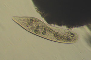 Paramecium