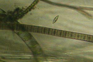 Cyanobacteria