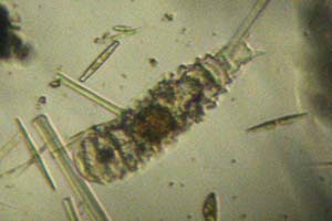 Taphrocampa
