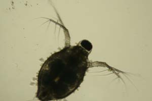 Water flea