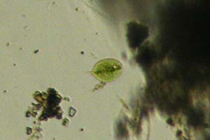 Possibly dead Phacus