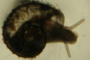 Ramshorn snail