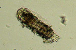 Taphrocampa