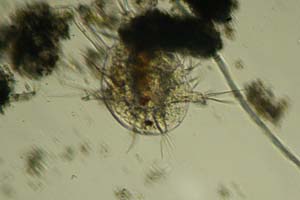 Copepod larva