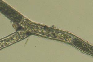 Rhizoclonium