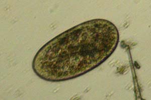 Ciliate