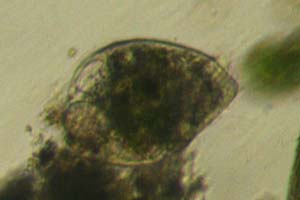 Ciliate