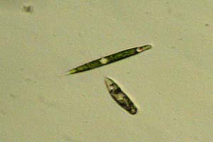 Lepocinclis, peranemid